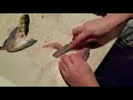 Filleting perch 45-second Method