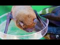 How we SAVE A BAT FOUND IN THE WINTER