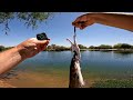 Catching LOADS of Catfish Using Stryker Punch Bait + Catch-A-Cat Bait Pockets!