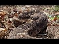 Huge Rattlesnake Den in Oklahoma 2022