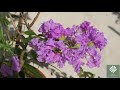 Easily get maximum flower in all plants / গাছে প্রচুর ফুল পাওয়ার সহজ পদ্ধতি / (English subtitles)