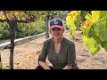 EASY INSTRUCTIONS ON HOW TO PRUNE GRAPE VINES - simplified