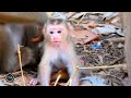 A nice family and their lifestyle. beautiful monkey family. macaco. macaque. primates. monkey video