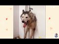 Side Splitting Funny Cats and Dogs Montage 😍 Funniest Dogs and Cats Videos 😺🐶