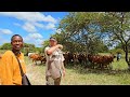 Inside Philip Reed's Cattle Farm in Zimbabwe. A Prominent Thuli and Brahman Breeder