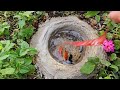 Most Amazing Catch Catfish in Tiny Pond, Pearlscale Goldfish, Ornamental Fish,  Exotic fish, Guppies