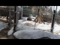 Big Bear Zoo and weirdos