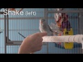 20 Fun Parrot Tricks