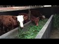 Sapi Ternak Cepet gemukk Makan Rumput