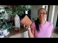 Plant Shop with Me | Plant Heaven | Beautiful Ceramic Pots | Balcony Refresh Succulents