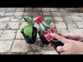 HOW TO PROPAGATE BANANA TREES