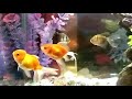 Oranda Goldfish in slow motion