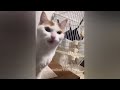 Funniest Dogs and Cats 😸🐶 Funniest Animals 2024 😹🐱