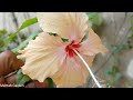 How To Care Hibiscus Plant At Home || Hibiscus Plant Gardening Hacks || Hibiscus May June Care hindi