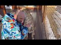 News about Cheetah Gerda. Results of medical checkup and tests.