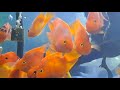 Lifespan of Aquarium Fish || Tips to Increase Your Fish Life Longer || Expert Aquarist