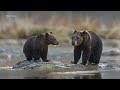 Lovely Wild Cute Animals With Relaxing Music (4K) ~ Instant Relief from Stress and Anxiety