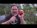 5 TIPS How to Grow a TON of TOMATOES in One Long Raised Garden Bed Trellis