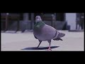 EMMIT FENN - Who Dat (Official Pigeon Music Video)