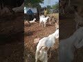 kambing kambing keren