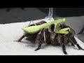 WHAT WILL BE IF THE MANTIS SEES THE BIG SPIDER