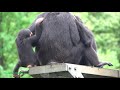 July 2020 Tama zoo chimps, Momoko, Fubuki and Baby Ibuki