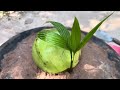 Special techniques for planting coconut trees in watermelon to promote faster fruit production