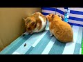 Recues Hamster Toilet Maze Escape Snake the Awesome by Sun Hamster