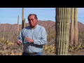 Food, Medicine, and Spitiruality in the Sonoran Desert