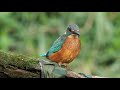 Photographing Kingfishers the easy way