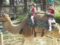 D&D-camel.AVI