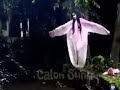 Naughty pocong always works with people../prank