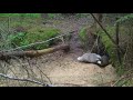 European badger: routine life at the sett
