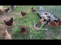 Hanging outside with the chickens