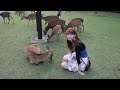 Bowing Deer in Nara - Japan