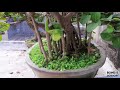 Ficus Benghalensis Bonsai | 50+ Years Old