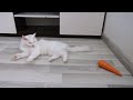 When the cat first saw carrots he was very curious 😹