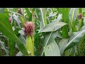 Video Cinematic Kebun Jagung, Part 3