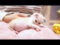 A kitten's belly swells up big after drinking milk [Please turn on subtitles to watch]