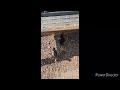 Chickens chase eachother for bug