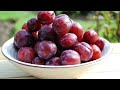 Top 5 Best Plum Trees | NatureHills.com