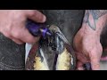 Satisfying Full Horse Hoof Restoration | 4K FARRIER ASMR