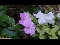 How To Grow And Care Mirabilis Jalapa flowers || #4 o'clock flowers April May Care Tips Urdu/Hindi