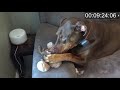 Finn vs Stuffed Moose | Doberman vs Dog Toy