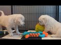 8 Golden retriever puppies (The Sweets Litter)