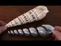 Pouring molten metal inside a seashell - WHAT HAPPENS? - Experimental metal casting at home - DIY