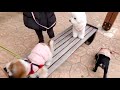 시츄 강아지가 댕댕이 친구들을 만났을 때 반응은? 🐶🤔🐕🐩🦮🐕‍🦺 | Shih Tzu Reacts To Doggy Friends 🐾