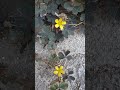 🤗🍀🍀🍀🌼🌼🌼#video #beatiful #flowers #little@KatarinaSreckovic-fd9kp