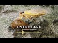 How Cicadas Become Flying Saltshakers of Death | Podcast | Overheard at National Geographic