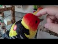 lovebird Mango playing with toy twin